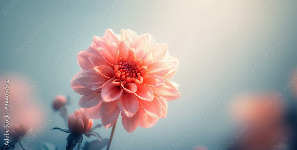 close up of a peach color flower with soft focus and sunlight, copy space