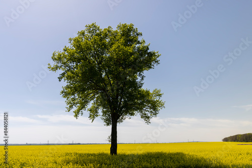 one tree in a field with yellow flowering rapeseed