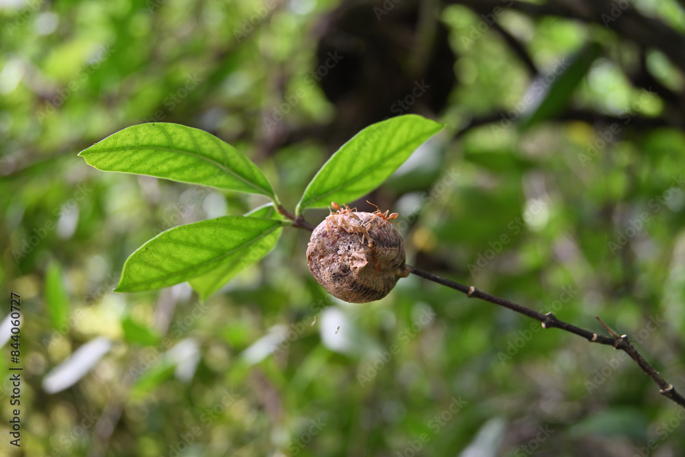 View of a newly opened Mantis egg capsule with the new born mantis insect on the surface and few predator weaver ants attacking on them View of a newly opened Mantis egg capsule with the new born mantis insect on the surface and few predator weaver ants attacking on them
