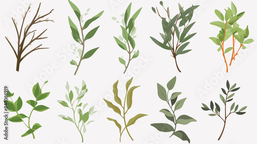 Branch of herbs clipart isolated vector illustratio