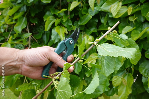 man holds mulberry branch to make cuttings, reproducing mulberry tree by cuttings photo