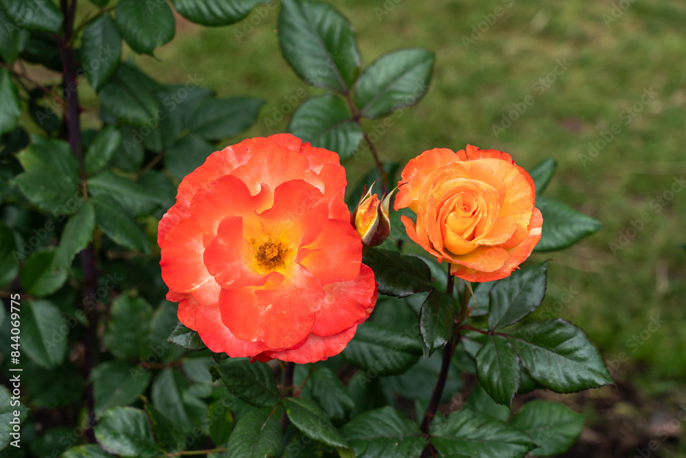 Obraz premium Chihuly Rose flowers in a garden. United States.