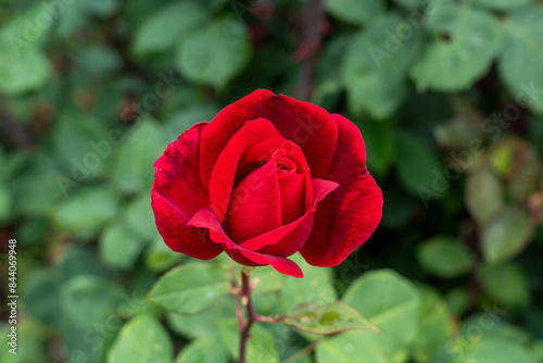 Fototapeta Naklejka Na Ścianę i Meble -  A Mister Lincoln Rose flower in a garden. United States.