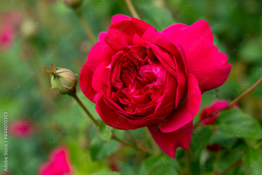 A Pink Freedom Rose flower in a garden. United States. A Pink Freedom Rose flower in a garden. United States.