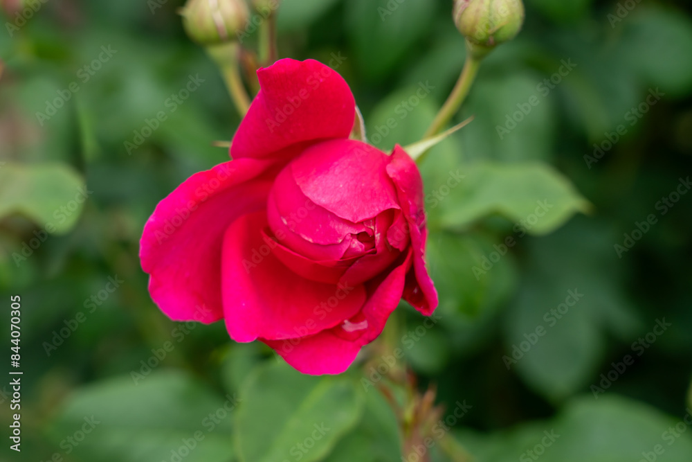 Close-up of a Pink Freedom rose flower in a garden. Close-up of a Pink Freedom rose flower in a garden.