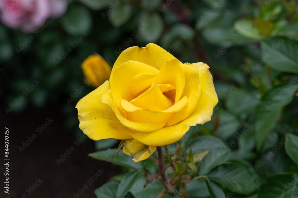 A Gilded Sun Rose flower growing in the garden. United States. A Gilded Sun Rose flower growing in the garden. United States.