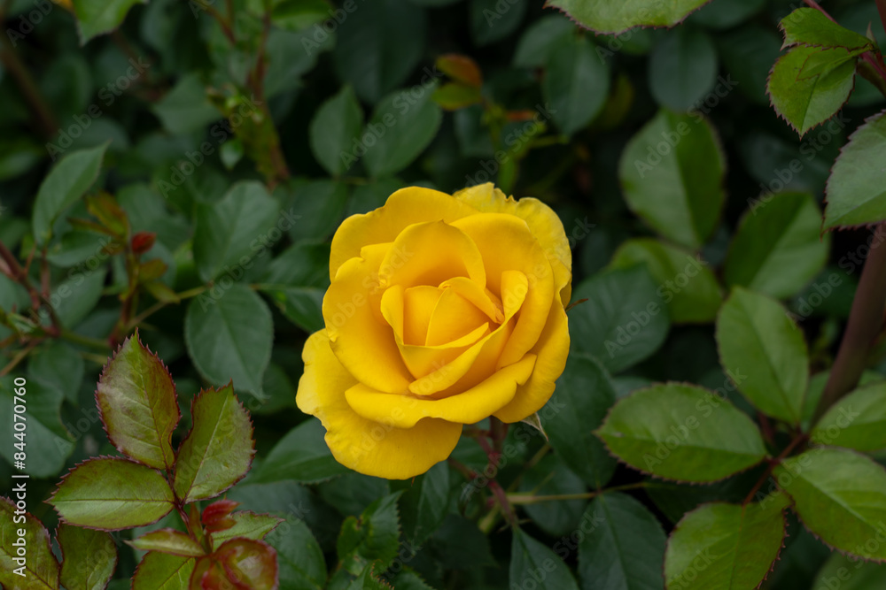 A Gilded Sun Rose flower growing in the garden. United States. A Gilded Sun Rose flower growing in the garden. United States.