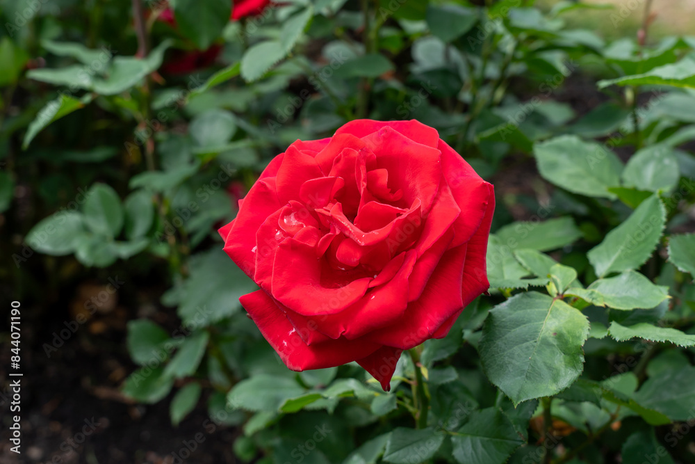 Veterans' Honor Rose flowers growing in the garden. United States. Veterans' Honor Rose flowers growing in the garden. United States.