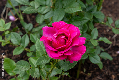 Fototapeta Naklejka Na Ścianę i Meble -  Perfume Factory Rose flowers growing in the garden. United States.