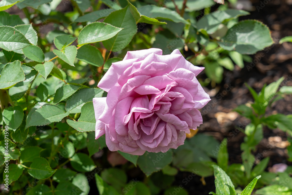 Love Song Rose flowers growing in the garden. United States.