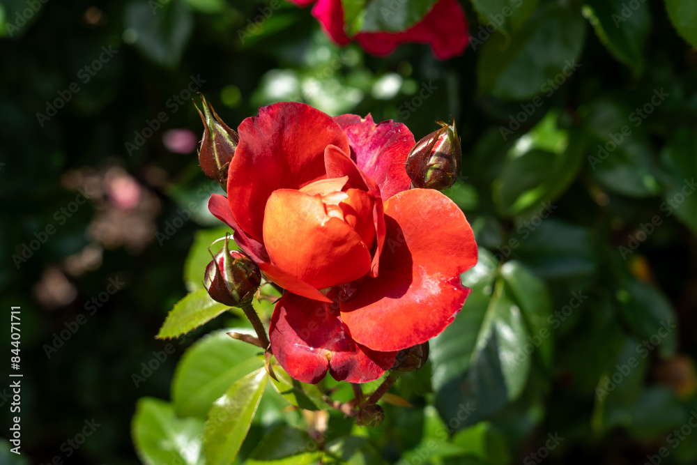 Hot Cocoa Rose flowers growing in the garden. United States. Hot Cocoa Rose flowers growing in the garden. United States.
