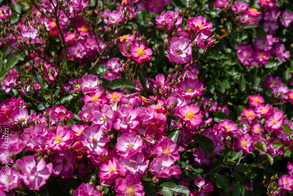 DayDream Rose flowers growing in the garden. United States. DayDream Rose flowers growing in the garden. United States.
