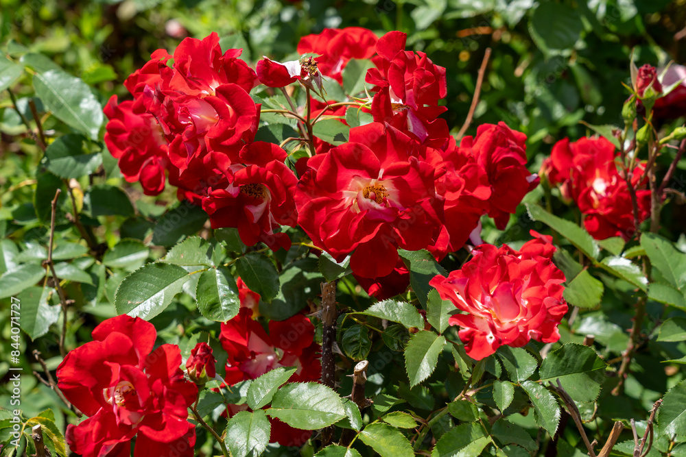 Topsy Turvy Rose flowers growing in the garden. United States.