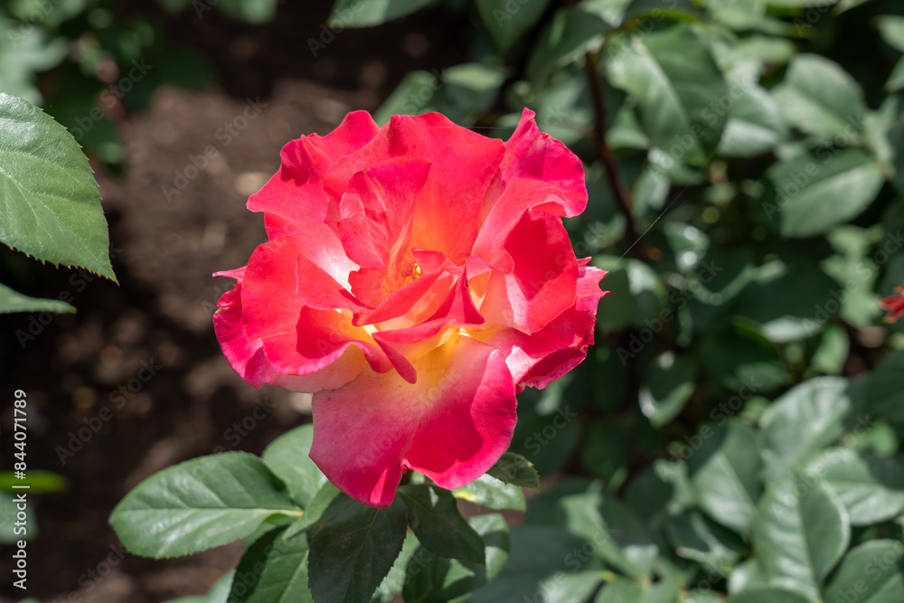 Sunset Horizon Rose flowers growing in the garden. United States. Sunset Horizon Rose flowers growing in the garden. United States.
