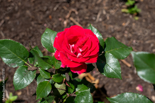Fotografie Take It Easy Rose flowers growing in the garden. United States.