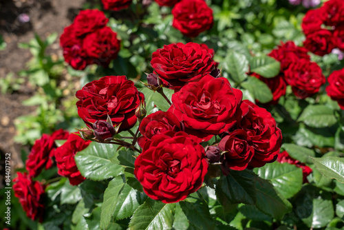 Fototapeta Naklejka Na Ścianę i Meble -  Walking on Sunshine Rose flowers growing in the garden. United States.