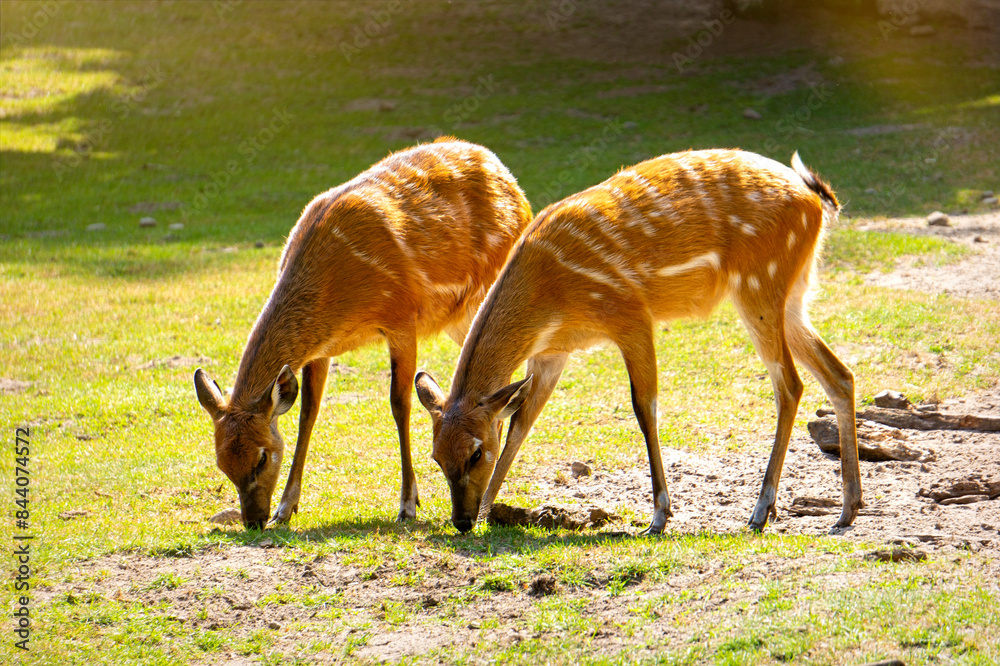 Herd of roe deer on a sunny meadow Herd of roe deer on a sunny meadow