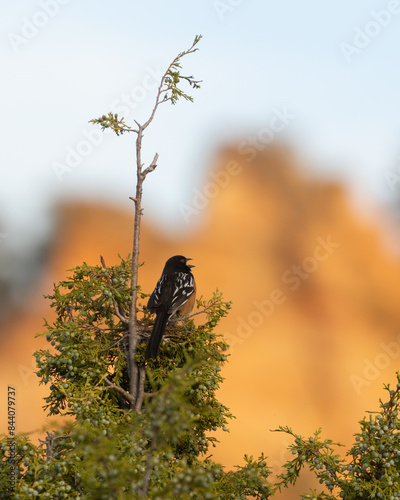 A Spotted Towhee perches at the top of a juniper tree singing it's song as the setting sun paints the rugged cliffs in the background with warm golden light in the mountains of Southern Utah, USA. photo
