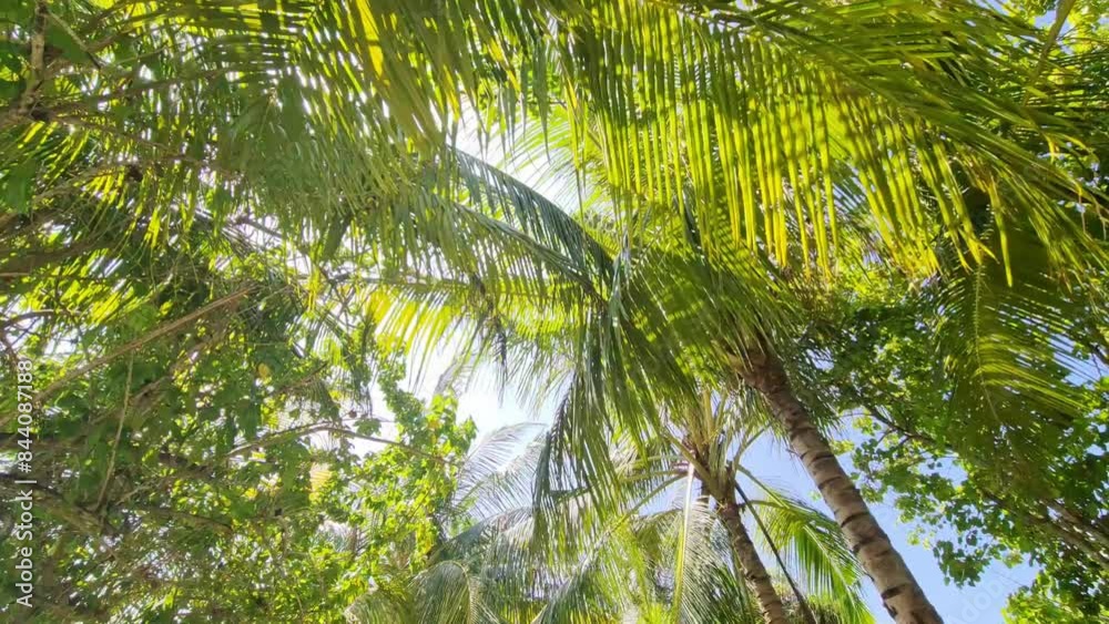 Walking through an avenue of palm trees with sunbeams through the palm leaves. Walking through an avenue of palm trees with sunbeams through the palm leaves.