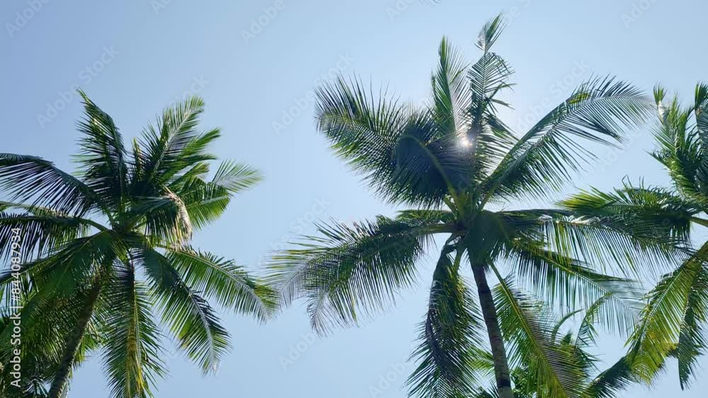 The sun shines brightly through the leaves of palm trees against a blue sky on a tropical island. The sun shines brightly through the leaves of palm trees against a blue sky on a tropical island.