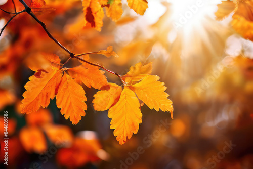 Beautiful autumn nature details. Fall season natural background