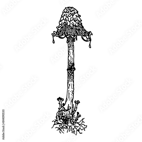 Mushies