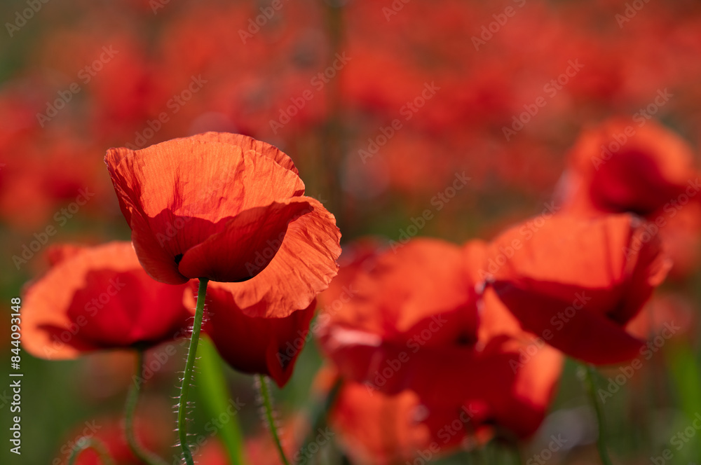 Obraz premium Red wild poppies growing in a poppy field. The sun shines through the petals. The background is red.