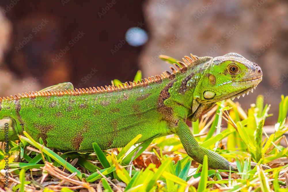 Iguana in green meadow in Tampico tamaulipas Iguana in green meadow in Tampico tamaulipas
