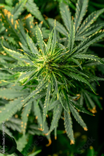 Cannabis Pflanze