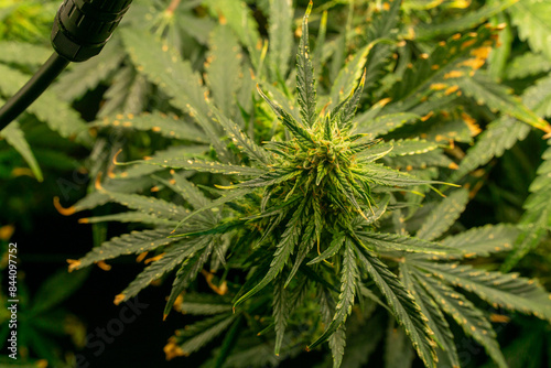 Cannabis Pflanze