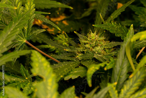 Cannabis Pflanze