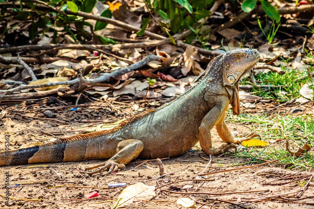 Common iguana with large crest in Laguna del Carpintero in Tampico Tamaulipas Common iguana with large crest in Laguna del Carpintero in Tampico Tamaulipas