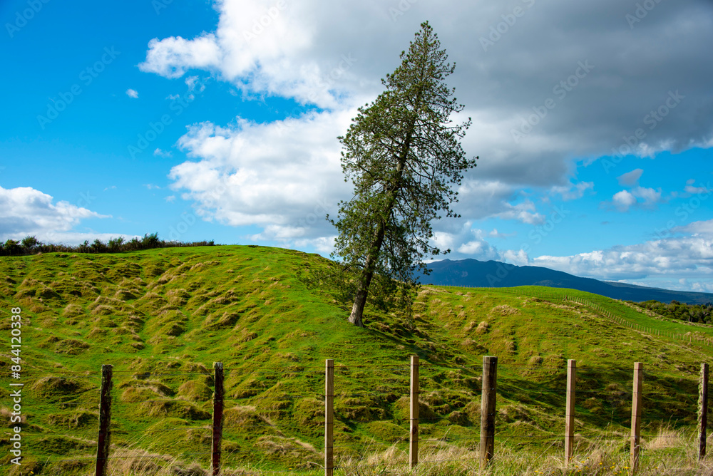 Obraz premium Single Tree in Waikato Region - New Zealand