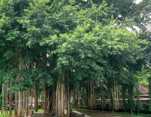Fotografie Banyan trees in parks with dense leaves and hanging roots abound in city parks