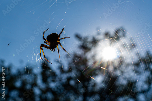 Spotted orbweaver (Neoscona crucifera) in its web