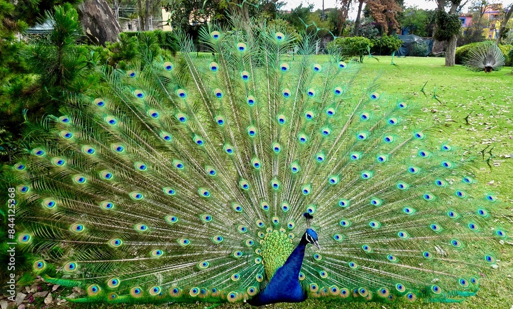 Obraz premium peacock (Pavo cristatus) with feathers out in the garden 