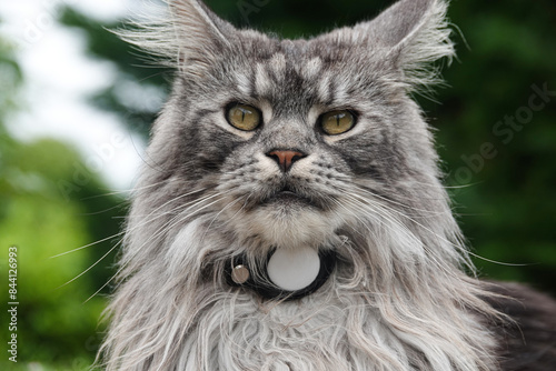 portrait of gray Maine Coon cat look