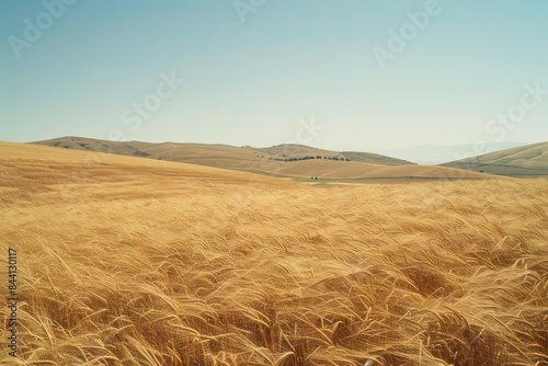 wheat field and sky