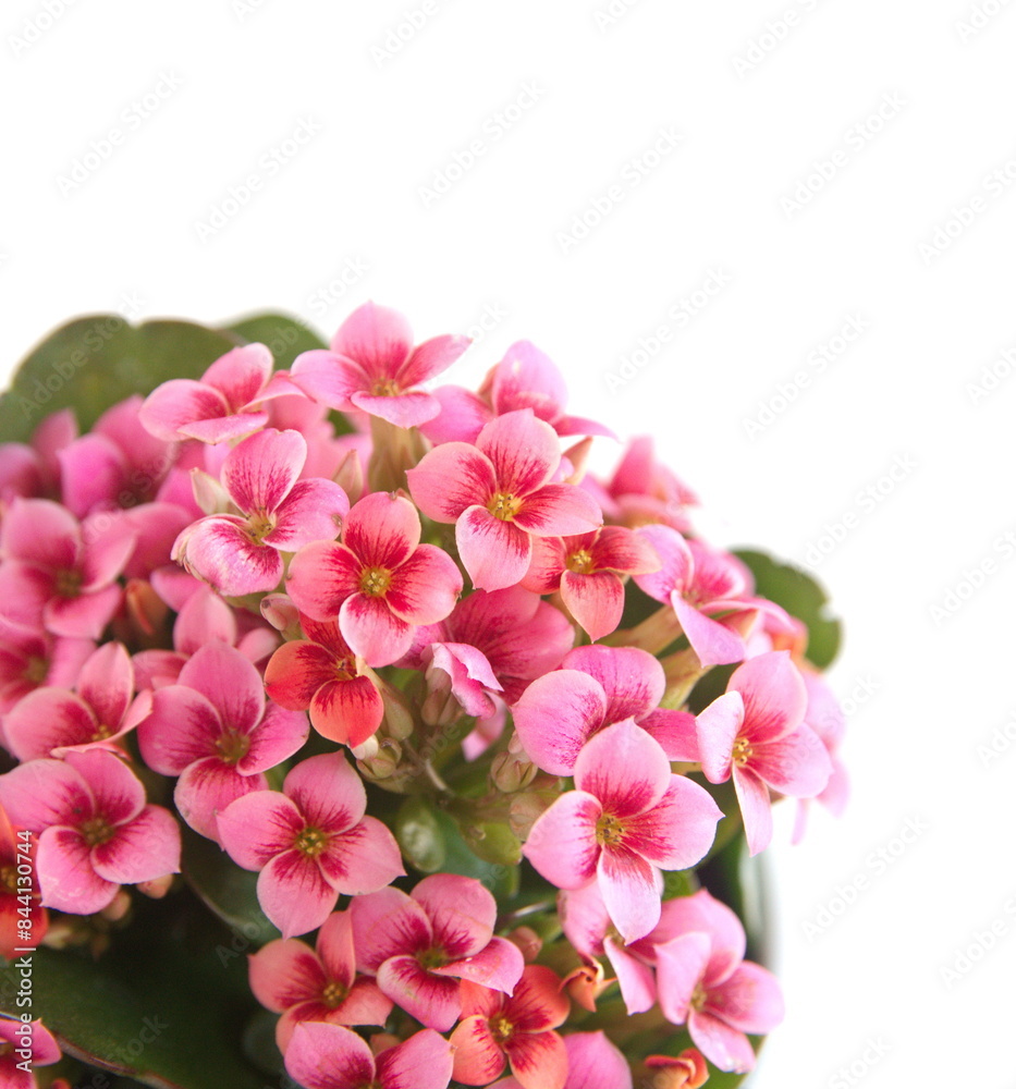 Kalanchoe blossfeldiana plant with bicolor red pink flowers on white background Kalanchoe blossfeldiana plant with bicolor red pink flowers on white background