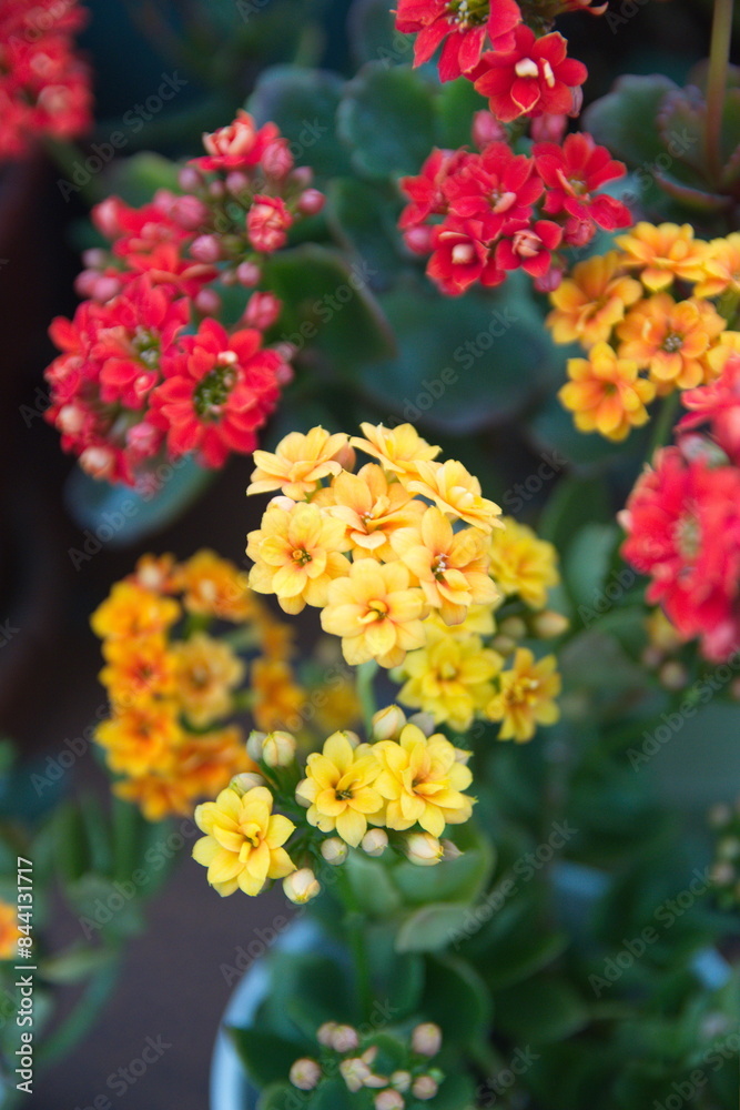 Kalanchoe blossfeldiana plant with yellow and red flowers Kalanchoe blossfeldiana plant with yellow and red flowers