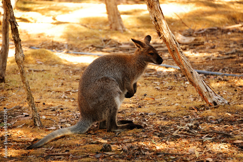 A wallaby at the Healesville Sanctuary, near Melbourne, Victoria, Australia