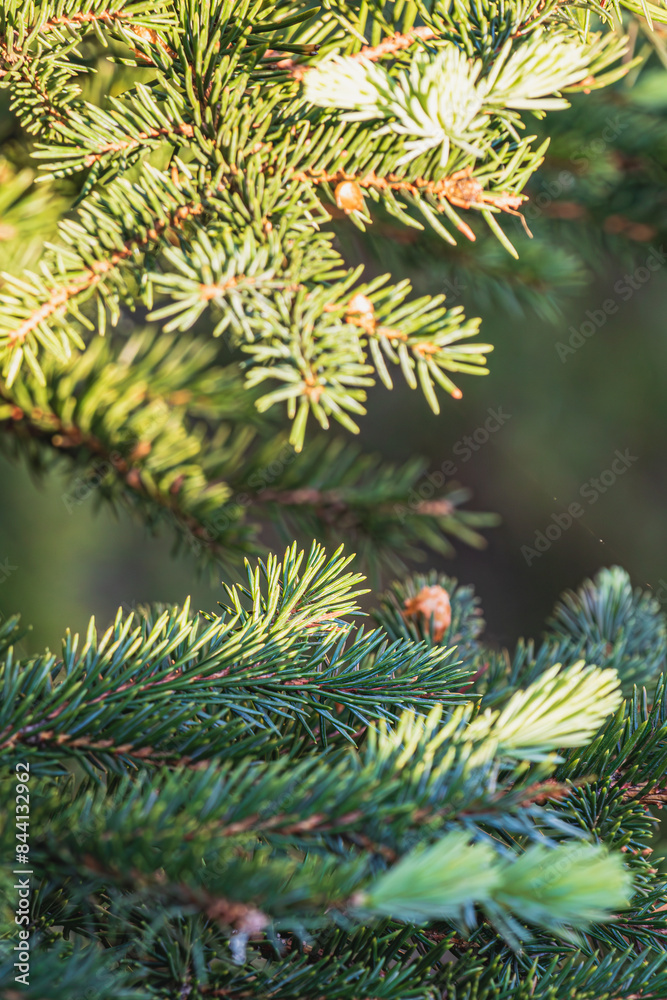 Landscaping of various conifers, trees and shrubs in the park. Photo Landscaping of various conifers, trees and shrubs in the park. Photo