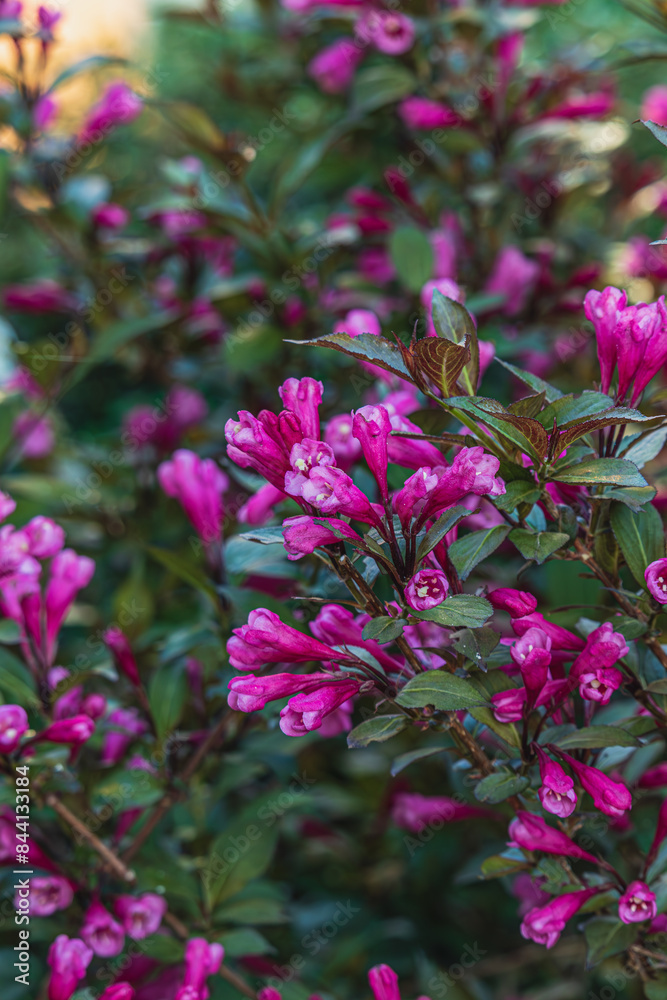 Flowers, Plant, and conifers Tree Abstract Detail Flowers, Plant, and conifers Tree Abstract Detail