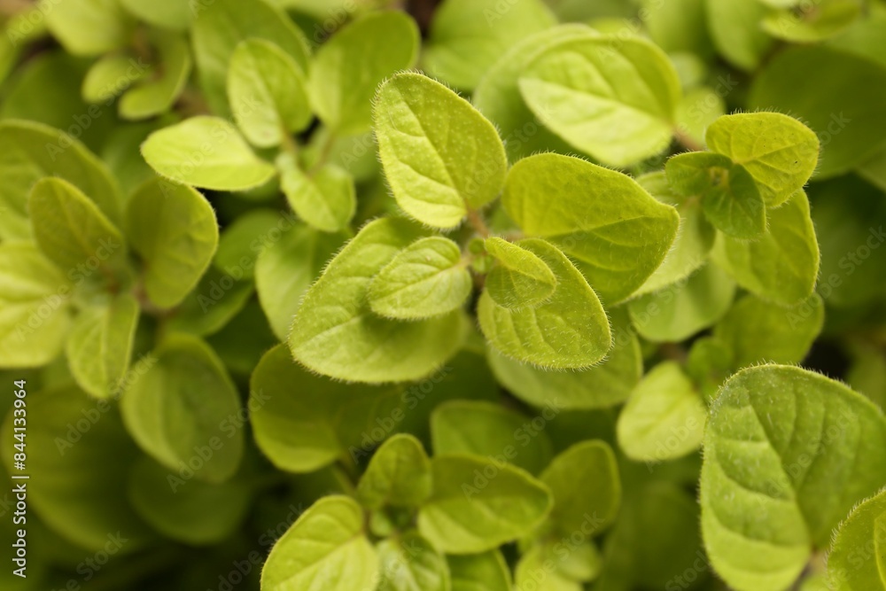 Green aromatic oregano as background, top view Green aromatic oregano as background, top view