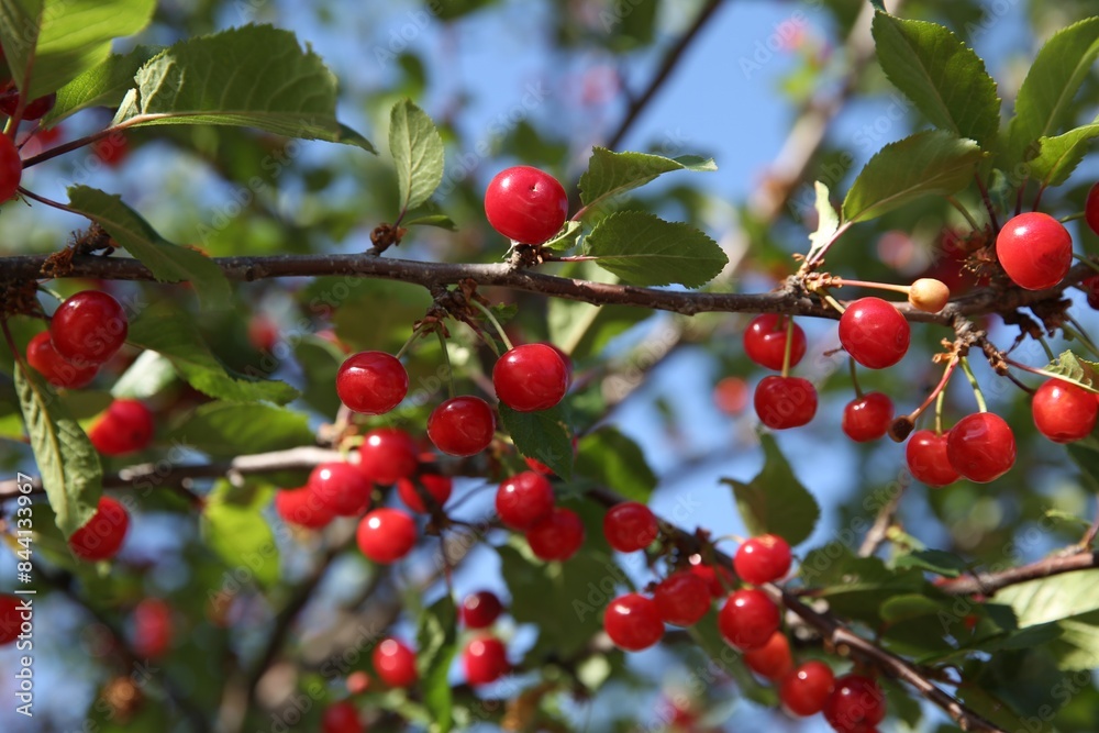 Cherry tree with ripe red berries outdoors, closeup Cherry tree with ripe red berries outdoors, closeup