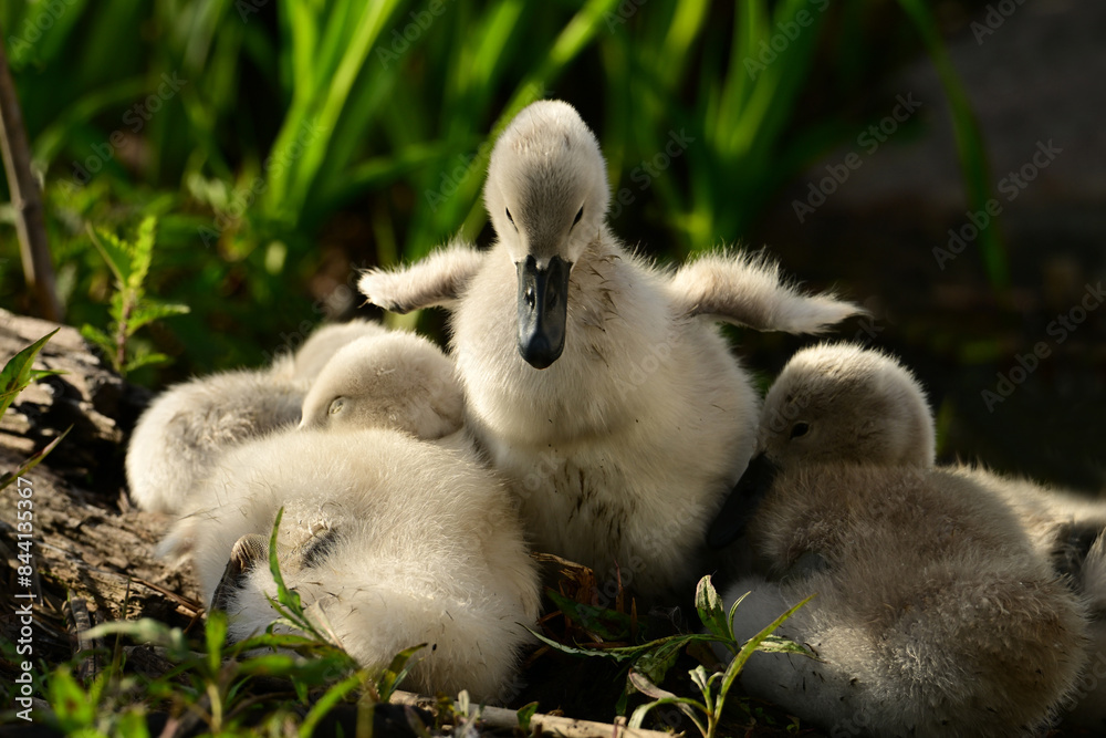 Cute baby Mute swan struggles to walk on shore using its tiny wings for balance Cute baby Mute swan struggles to walk on shore using its tiny wings for balance