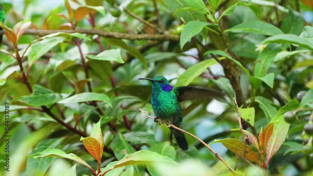 Lesser Violetear (Colibri cyanotus) Flying to a Branch in Costa Rica - Vibrant Hummingbird in Natural Habitat Lesser Violetear (Colibri cyanotus) Flying to a Branch in Costa Rica - Vibrant Hummingbird in Natural Habitat