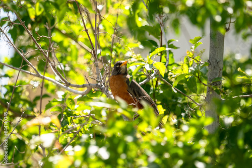 American robin (Turdus migratorius) in the tree