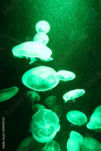 Green light jellyfish are floating in the water with lights shining on them, creating a glow.