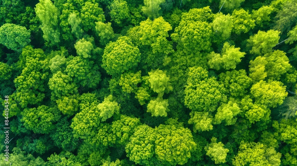 Naklejka premium Aerial view of a dense green forest in summer.